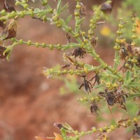 Crotalaria lunulata B.Heyne ex Wight & Arn.